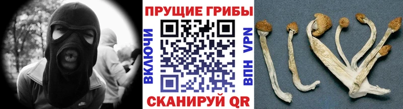 где купить наркоту  Североуральск  Псилоцибиновые грибы мицелий 